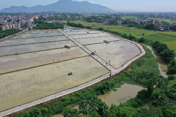 如今，种植基地农业机械化率显著提升，为推动电白丝苗米规模化、机械化种植加速注入强劲动力。 