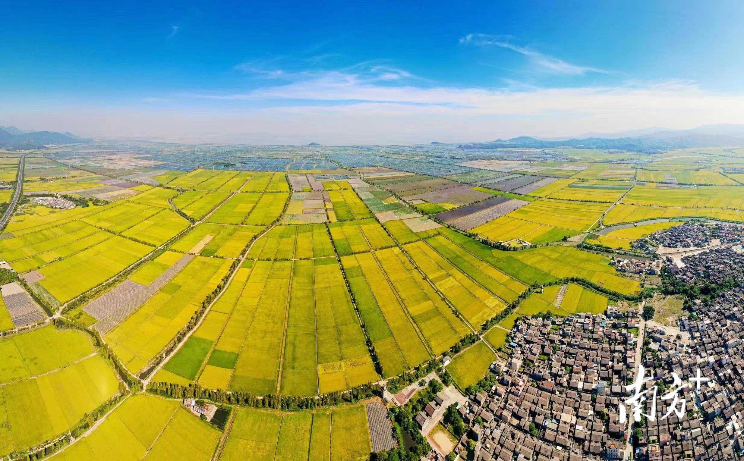 放眼望去,江门一片好“丰”景。受访者供图