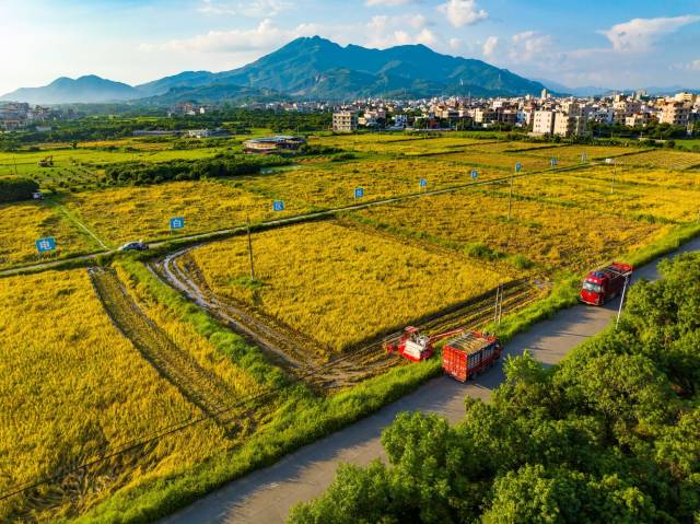 茂名市电白区不断在实现农业机械化种植高下功夫，强化夏收夏种无缝衔接，在起劲抢收早稻的同时，周全做好夏种豫备。 