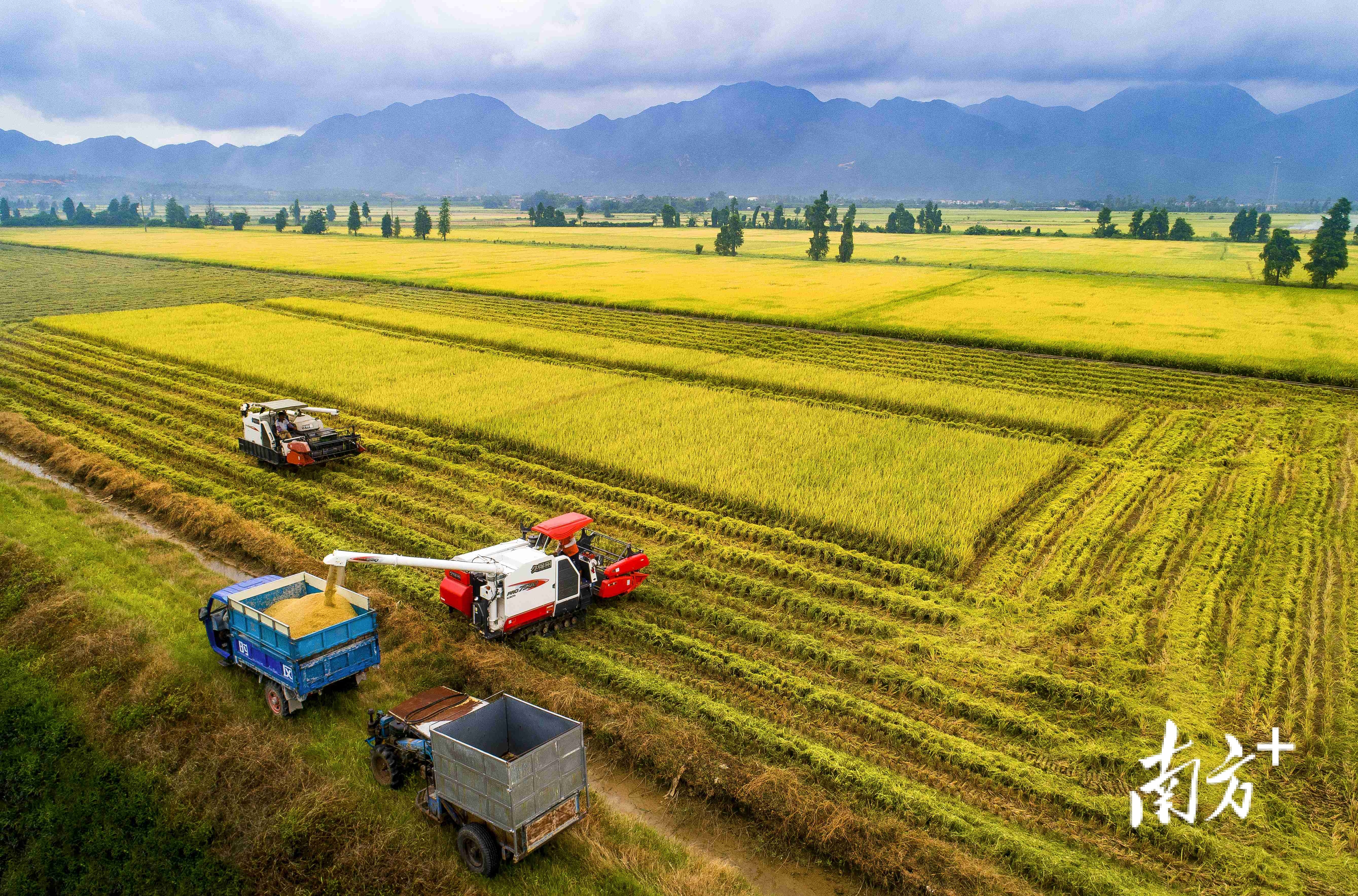 金灿灿的稻谷。受访者供图