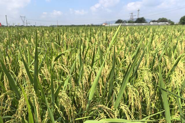 活动现场的节水抗旱稻。