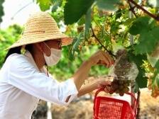 新会东风村：大桥通，“东风”起｜江门典型村调研