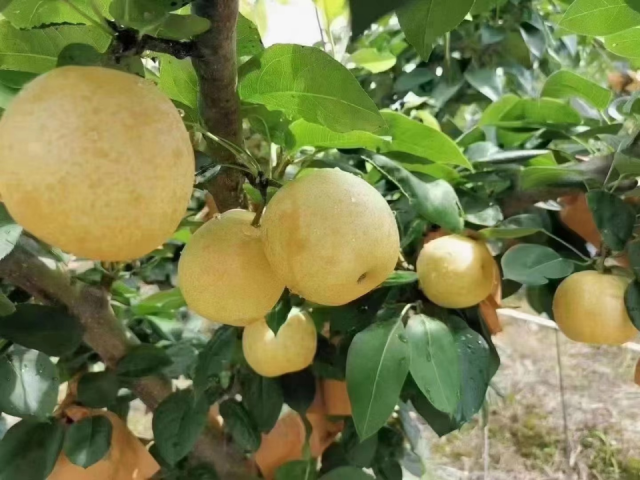 连州水晶梨个大浑圆、着色均匀。