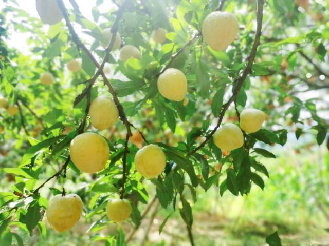 乐昌黄金柰李。（罗雪梅 摄）