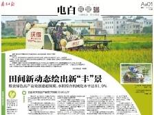田间新动态绘出新“丰”景｜一文速览《南方日报·电白视窗》182期