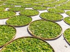 寻找制茶大师！广东省农事运动会茶叶加工技能大赛即将启幕，我们英德红茶谷见