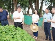 张广晖到西河镇调研农业种植工作，推动农文旅产业深度融合发展