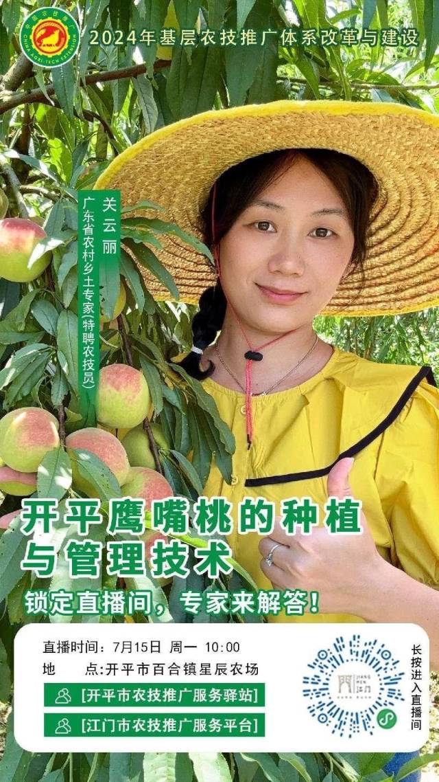 7月15日，在开平市百合镇星辰农场的种植基地，邀请广东省农村乡土专家——关云丽专家，开展“开平鹰嘴桃的种植与管理技术”的农业技术推广直播。