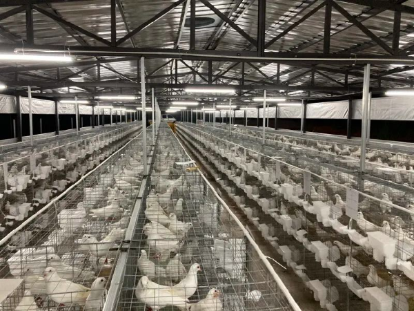 陈伟波的肉鸽养殖厂。