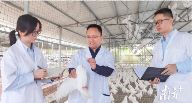 农村乡土专家陈伟波（中）