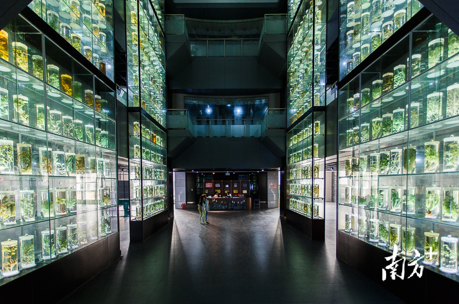 南方+记者 张梓望 摄 南方+记者 张梓望 摄