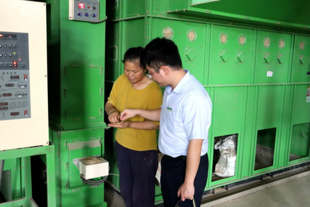 徐石凤带领邮储银行韶关市分行工作人员抽检粮食烘干机烘干的稻谷质量，确保其出厂的稻米品质达标。