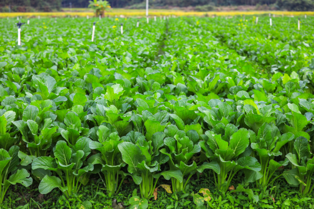 田间生长的连州菜心。
