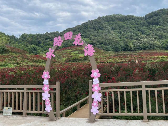 水路田自然村紫薇花开遍野，红色的花海点亮了七夕的浪漫色彩。