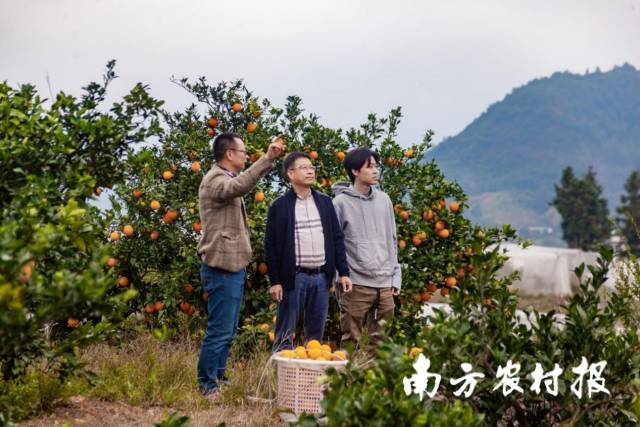 黄俊辉到脐橙种植基地清晰妨碍情景。 