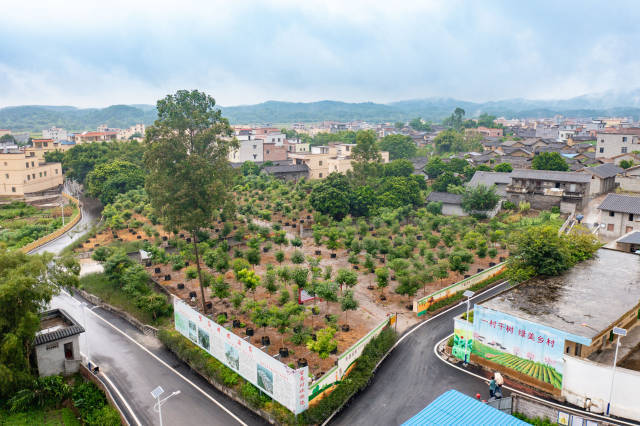 南方农村报 李嘉镓 制图