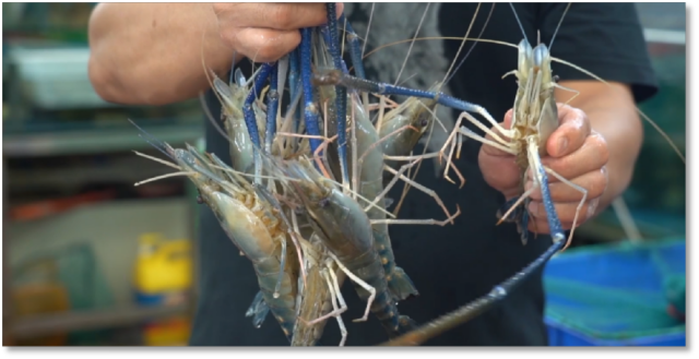 南方农村报 刘弋文 拍摄