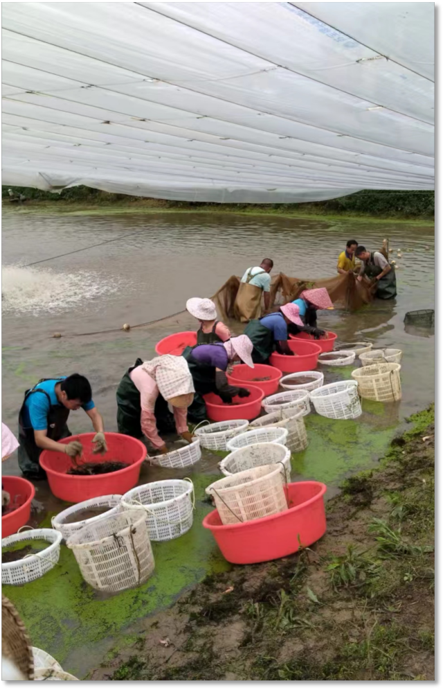 南方农村报 刘弋文 拍摄