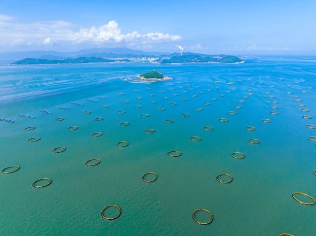 饒平縣柘林灣海面上的重力式深水網(wǎng)箱。