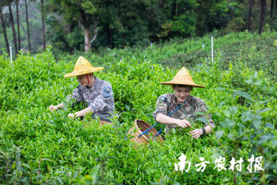 “陆空兄弟”直击茶叶原产地。