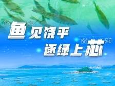 “鱼”见饶平，逐绿上“芯”