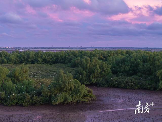 傍晚，晚霞鋪滿天空，一群群鷺鳥飛回紅樹林過夜。