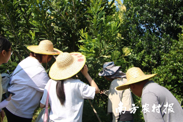 石涧育苗种植基地鉴赏。