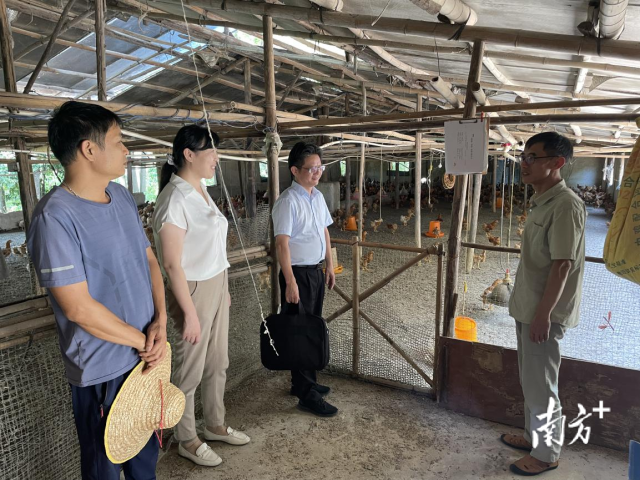 叶秀峰高级畜牧师在叶伟贤鸡场进行等现场技术指导 