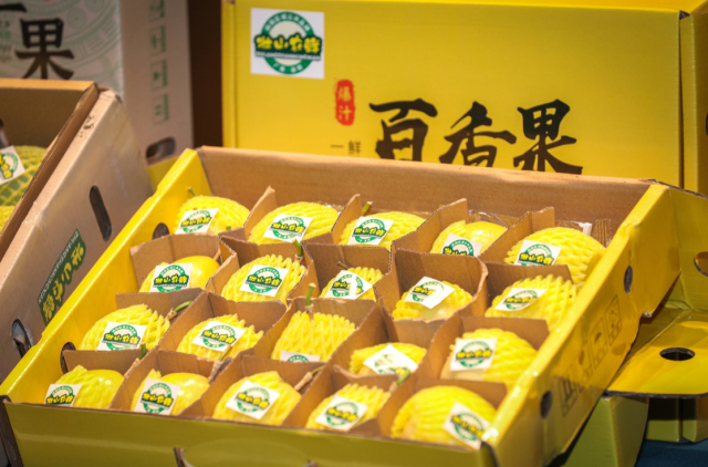 百色田陽芒果遠銷海內(nèi)外