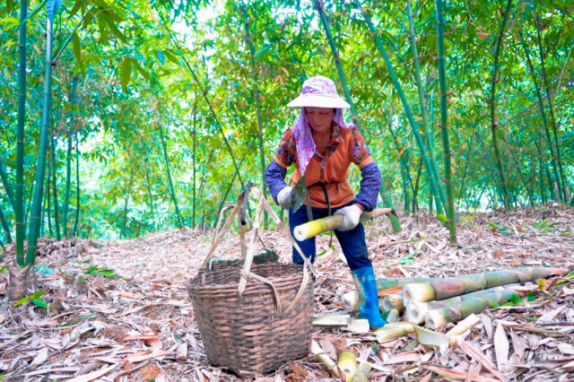 麻竹笋的收割时间主要集中在每年的5月至11月，西牛镇村民正在割笋