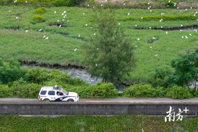 派出所的警車駛過一片紅樹林，成群的鷺鳥跟著警車在空中飛翔。