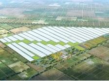 日产10万斤！每季度都将有超30种蔬菜从珠海这个基地产出