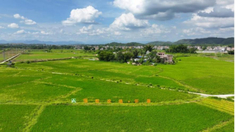 标准化的深农农场。