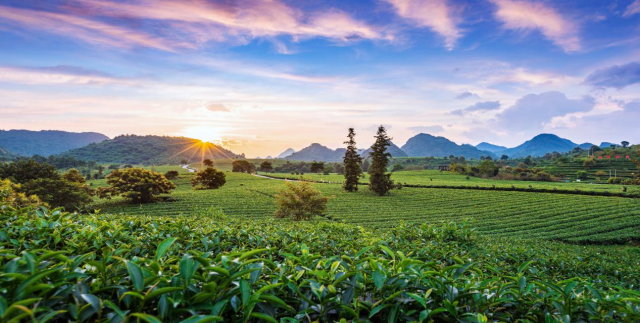 英德茶园。茶业