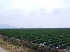 开平法院：千亩薯田复垦焕绿记