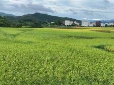 河头镇撂荒地变“试验田”，“河头香米”飘香