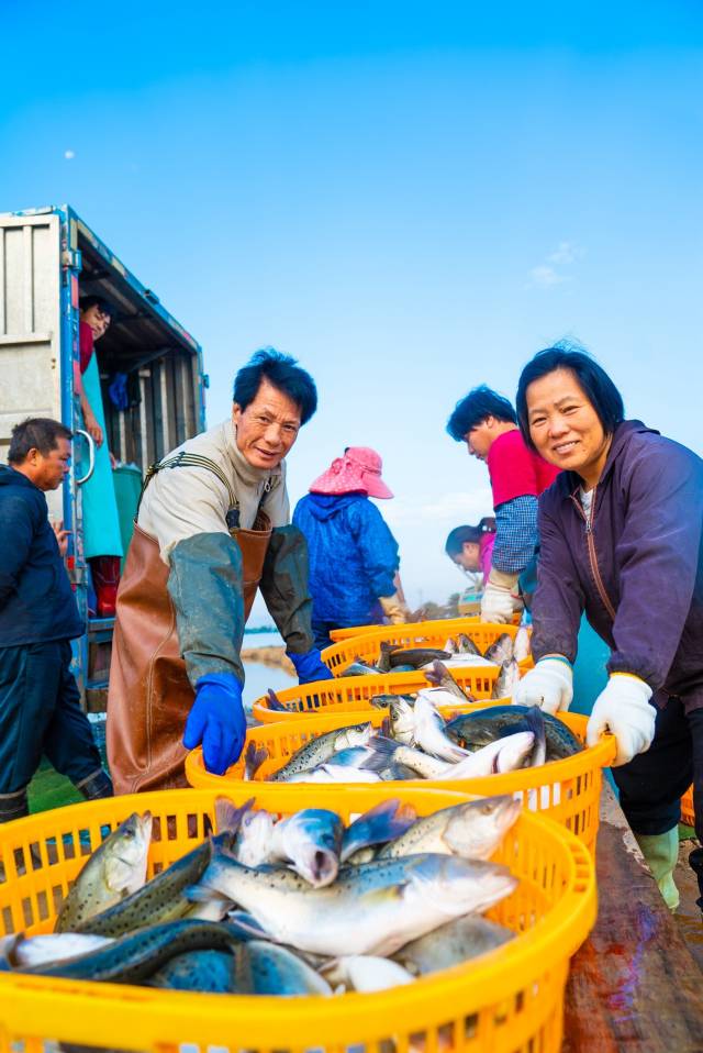 珠海白蕉海鲈丰收啦-蓝东旭