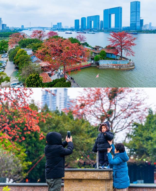 广州市番禺区上漖村落，火红的木棉花排汇良多市夷易近打卡-谭家富