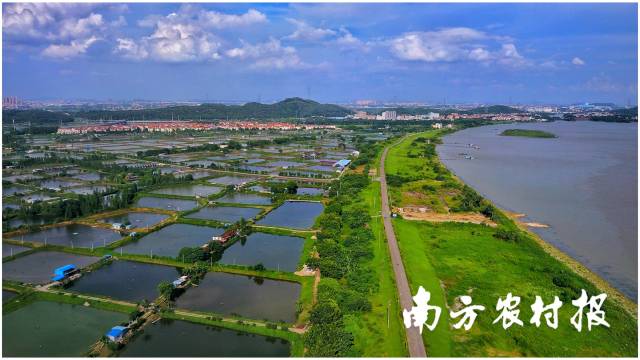 在桑园围呵护下，围内土地肥沃、村落子发达。