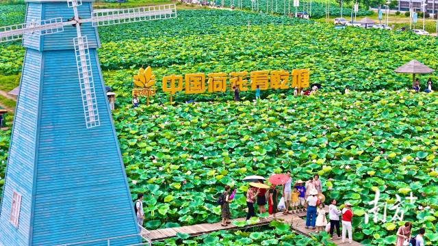 来湛江坡头，一日悠游“藕”遇荷乡好风光