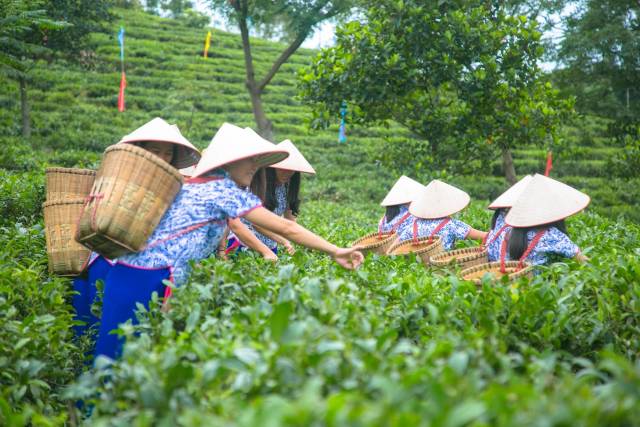 双合乡十里茶乡-柯学潜