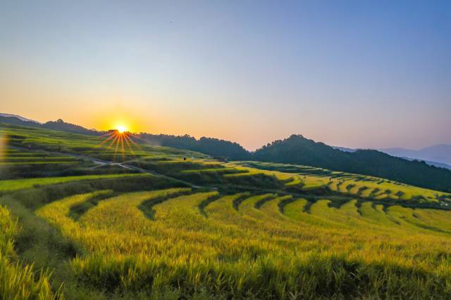 秋染连山梯田 乡村旅游绘丰年-吴秒衡