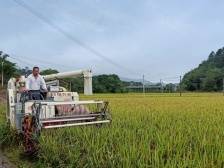 车岗镇布马村：特色种植绘出乡村“幸福画卷”