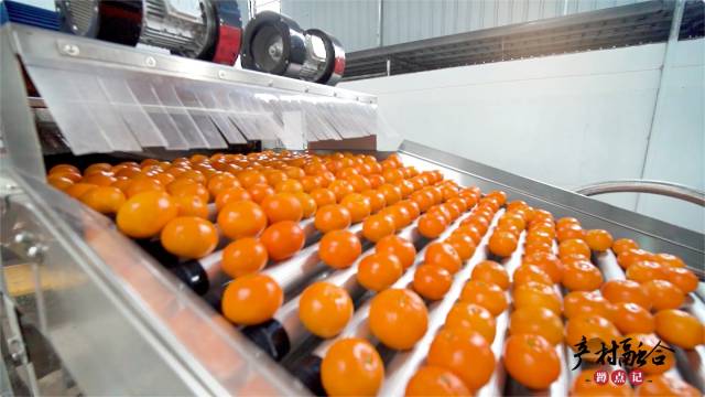 1  南方农村报 赵飘飘 拍摄