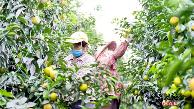 村民在基地中劳作