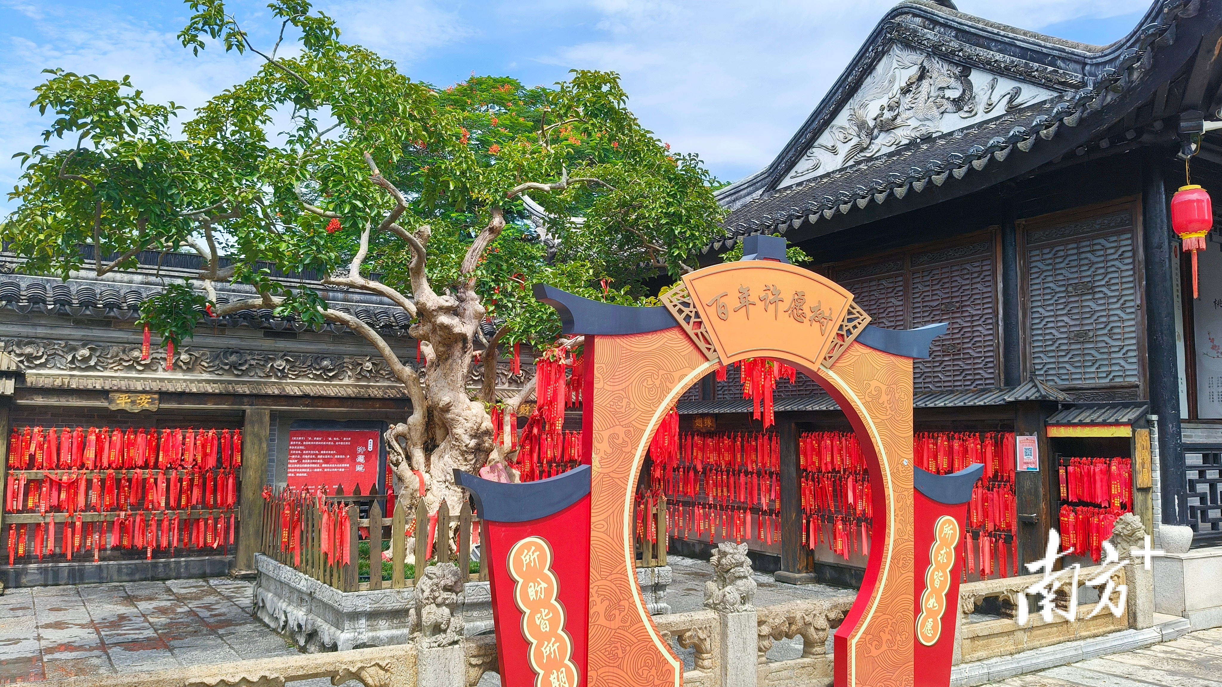 紫薇树。 南方拍客 罗誉 供图 紫薇树。 南方拍客 罗誉 供图