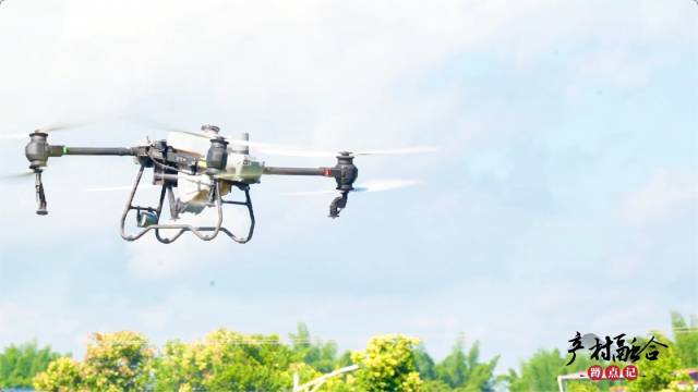 无人机在粤香柑基地上空作业