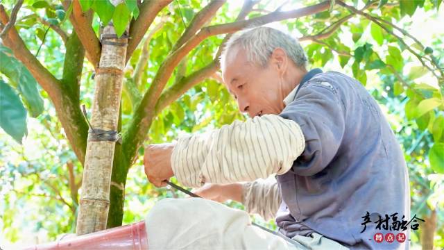 村中老人在粤香柑基地中工作