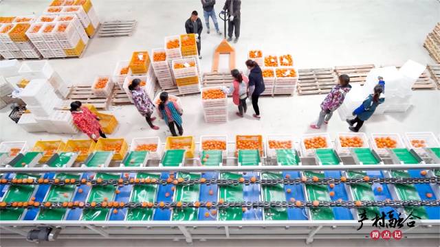 加工车间中，沃柑被层层分级。