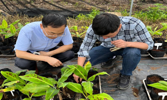 华南农业大学教授谭志远（左一）审核作物运用微生物菌剂后的长势。